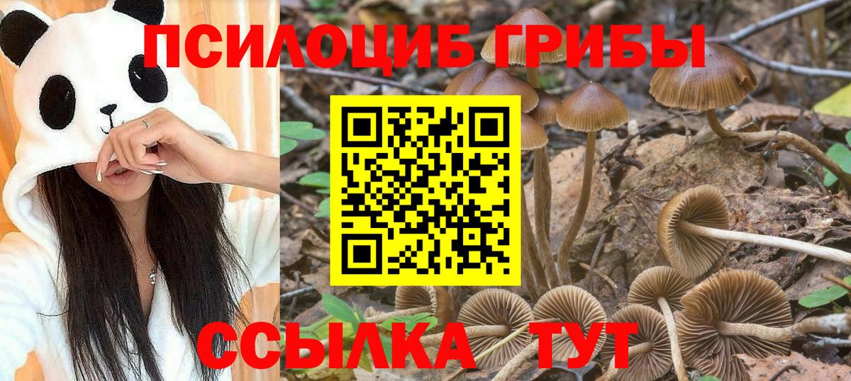 Псилоцибиновые грибы Psilocybine cubensis Чусовой